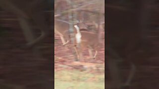 Deer at Chickamauga Battlefield