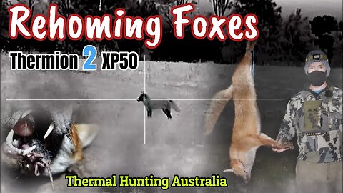 Rehoming Foxes || Pest Control Australia || Shooting Red Dawgs || Pulsar Thermion 2 XP50 Rifle Scope