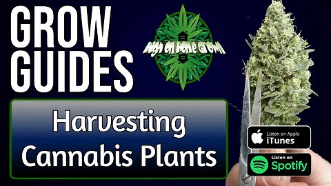 Harvesting Cannabis Plants | Grow Guides Episode 10