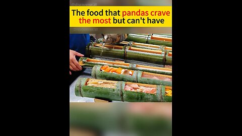 The food that pandas crave the most but can't have: bamboo tube feast