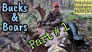 Bucks & Boars - Part 1 - Fallow Deer Rut Hunting Adventures 2021