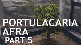 Portulacaria Afra (Dwarf Jade) Bonsai, from a cutting, 5