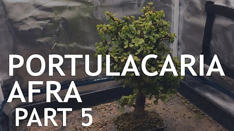 Portulacaria Afra (Dwarf Jade) Bonsai, from a cutting, 5