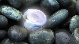Agates and other gemstones at Birdlings Flat New Zealand - rockhounding on a stormy beach