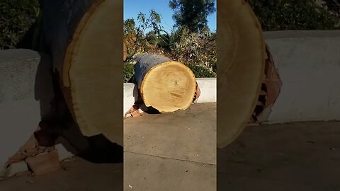 Many Gigantic Trees Have Fallen in Balboa Park Pt. 1
