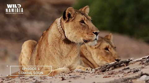 WILD NAMIBIA - Conservationists In Action - Trailer S01 E01b