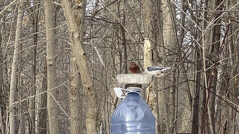 Red Finch?