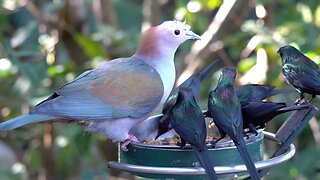 CatTV: Metallic Starlings and Sulawesi Green Imperial pigeon