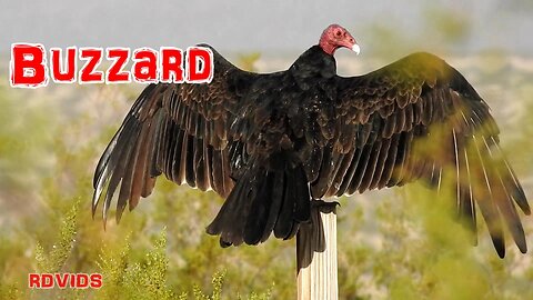 Buzzard In The Desert: Turkey Vulture Sunbathing... Western Style! #AnimalVideo