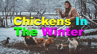 No. 924 – Chickens In The Winter