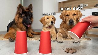 Testing My Dogs Intelligence | Puppy vs Adult Dogs