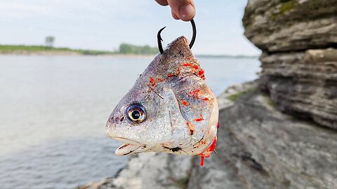 GIANT Fish in a TINY Creek!!! (The Hunt For A 100lb Catfish)