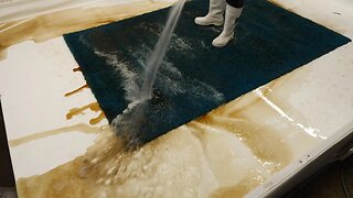 Full Of Cat Urine And Insect Eggs | Satisfying ASMR Carpet Cleaning