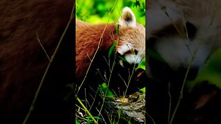 Amazing Animals, Cute Red Panda