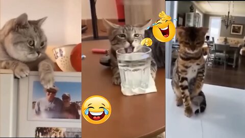 Dogs and Cats Funny videos 2024 part 2| funny complition videos😂🤣