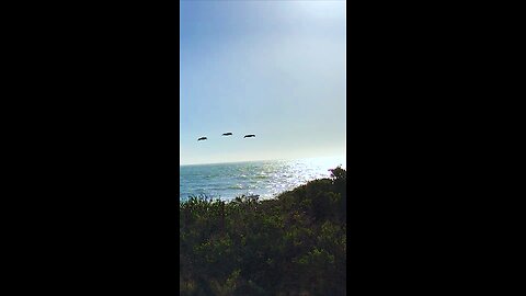 Pelican Convoy ~ Ventura