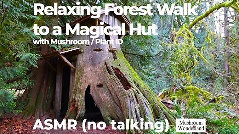 Relaxing Forest Walk to Magical Hut, with mushroom and plant ID, ASMR (No Talking)