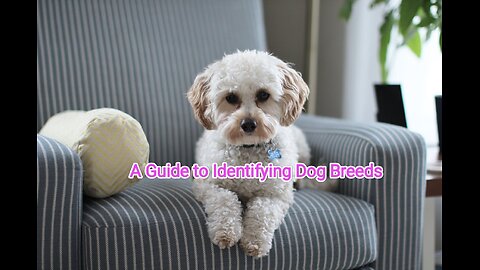 Unleash the Breed: A Guide to Identifying Dog Breeds