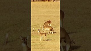 Bucks at Chickamauga Battlefield