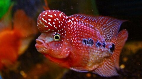 10 types of Flowerhorn fish that are expensive and famous in the world