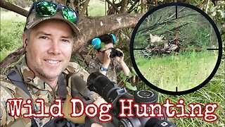 Predator Hunting Wild Dogs in Australia