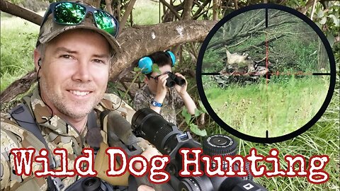 Predator Hunting Wild Dogs in Australia