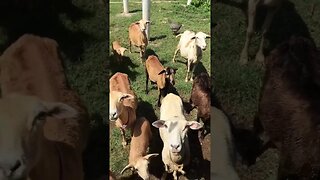 A gathering of SHEEP