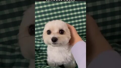 cachorro com orelhas de coelho 😱😱😱