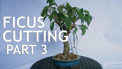 Ficus Cutting Bonsai, 3