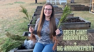 Green Giant Arborvitae | BIG Announcement