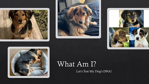 Just For Fun: Let's Test My Shelter Dog's DNA + Take A Guess What Breed(s) He Is...