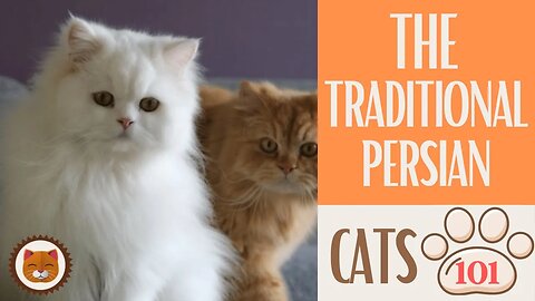 🐱 Cats 101 🐱 TRADITIONAL PERSIAN CAT - Top Cat Facts about the TRADITION