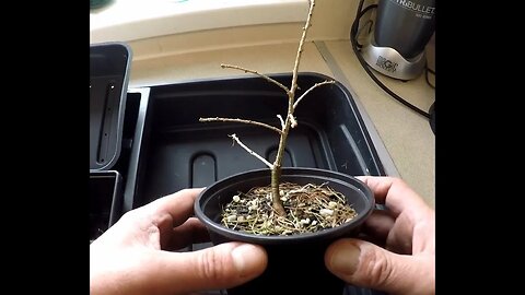 One year old European larch (Larix decidua) Potted into a half seed tray for Bonsai Training.