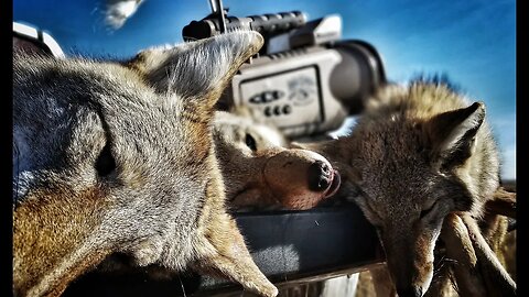 Wyoming Public Land Coyotes!! The Last Stand S1, E4