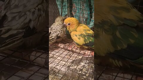 One Sun Conure Baby & A Cockatiel Baby Is Under Treatment l #shorts l #sunconure l #cockatiel