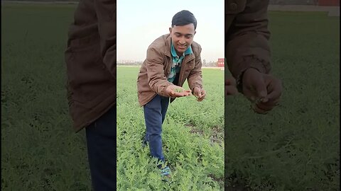 Bengal Gram Farming, Chane Ke Khet Me, Chane Ka Saag #shorts #travelyatra #chanekasaag