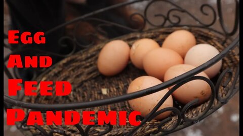 Chicken and Egg Pandemic - Tractor Supply Feed - My Thoughts