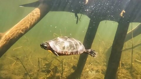 WOW Turtle! #cinematic #pets