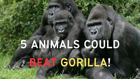 5 ANIMALS COULD BEAT A GORILLA