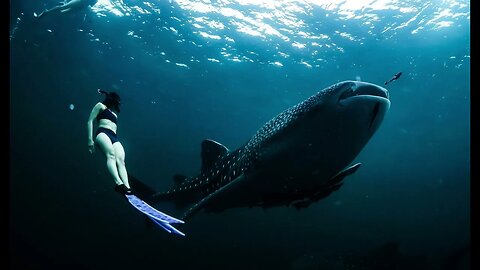 Deep Underwater Whale Sounds For Relaxation And Sleep | 10 Hours | #asmr #whitenoise #relaxing