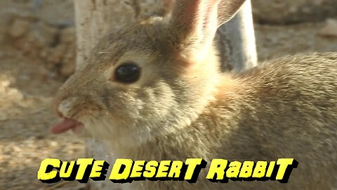 Cute Rabbit: Hungry Bunny Rabbit Eating #AnimalVideo