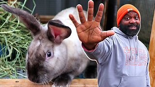 5 Reasons We Raise Rabbits