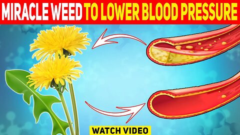 The One Miracle Plant You Need to Know About: NATURE'S CURE for High Blood Pressure