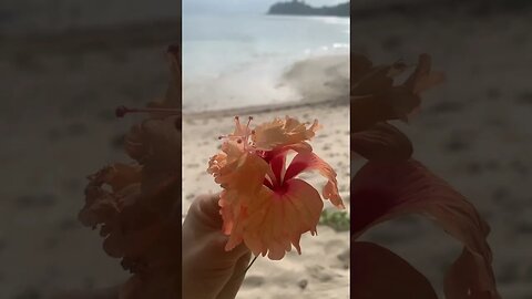 Seychelles tropical flowers 🌺🌴
