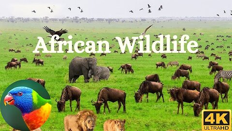 4k African Wildlife - Scenic Wildlife Film With Calming Music - Animals Of The World