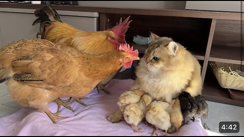 Cat and hen