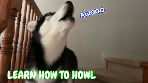 Adult huskies teach puppy how to howl properly