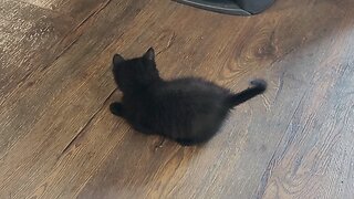 Kitten Play