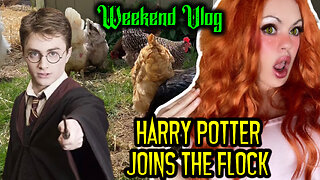 Harry Potter Joins The Flock Weekend Vlog