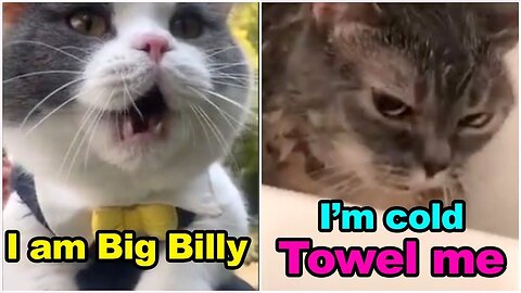 These cats can speak English better than human-best funny cats video compilation 2023